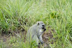 Grüne Meerkatzen (13 von 67).jpg